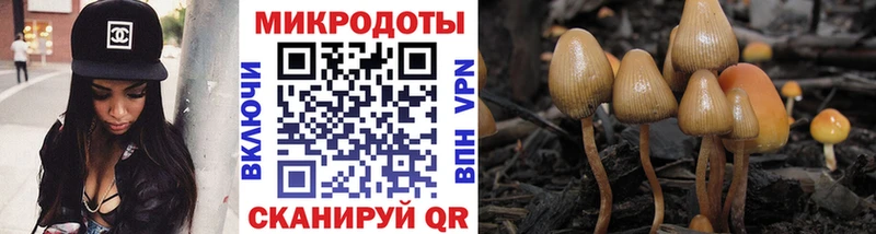 Купить где  Игарка  Псилоцибиновые грибы Cubensis 